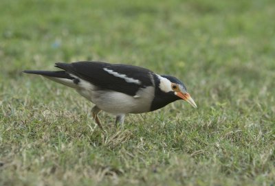  Asian pied starling -Gracupica contra 