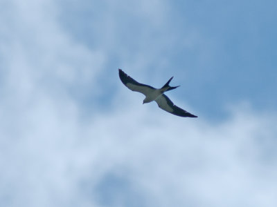 Swallow-tailed Kite (Elanoides forficatus)