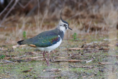 Lapwing (Vanellus vanellus