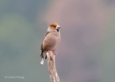  Hawfinch - Coccothraustes coccothraustes 