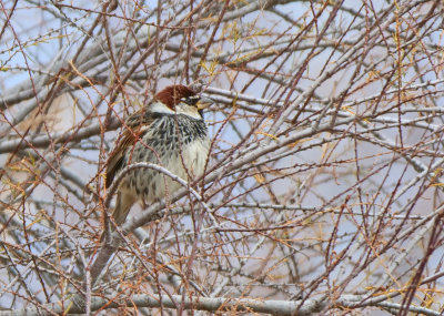 Spanish sparrow - Passer hispaniolensis 