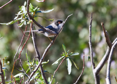 Sardinian warbler - Sylvia melanocephala