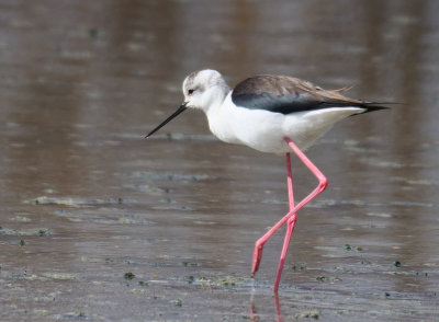 Black winged Stilt - Himantopus himantopus 