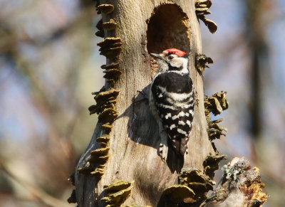 Lesser spotted woodpecker (Picoides minor)