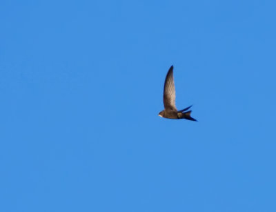 P1575358.jpg