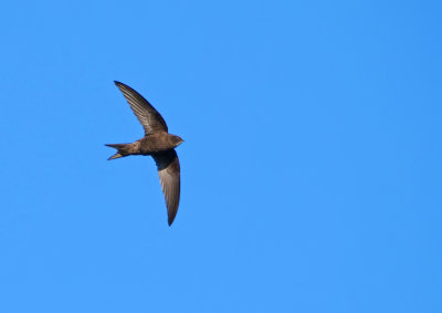 P1575657.jpg
