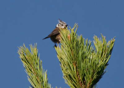 Crested Tit