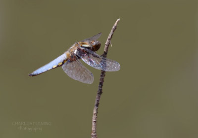 Dragonflies and Damselflies