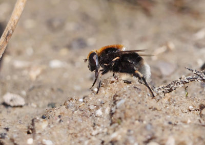 Eristalis intricarius