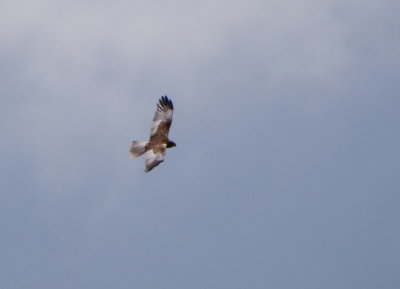 Marsh Harrier