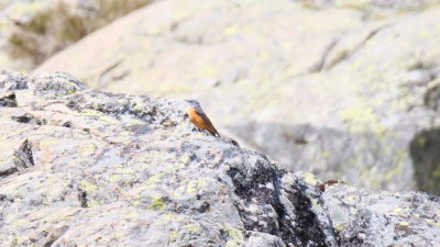 Common Rock Thrush - Monticola saxatili)