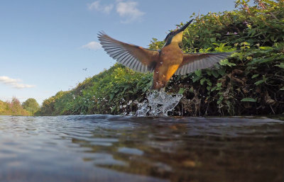 My 6 Birdguides Photo of the Week and my 66 notable photos.