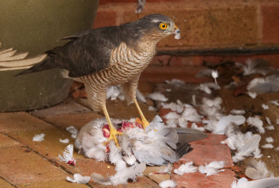 Sparrowhawk - Accipiter nisus