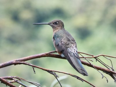 Giant hummingbird (Patagona gigas)