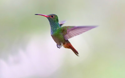 Rufous-tailed hummingbird (Amazilia tzacatl) 