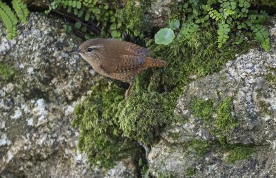 Wren - Troglodytes troglodytes