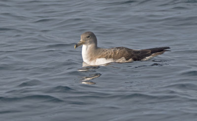 Cory's Shearwater (Calonectris diomedea) 