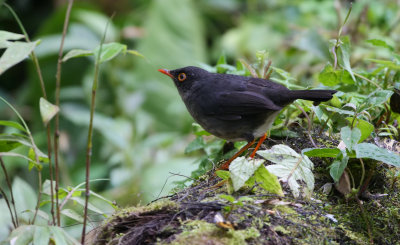 Slaty-backed nightingale-thrush - Catharus fuscater