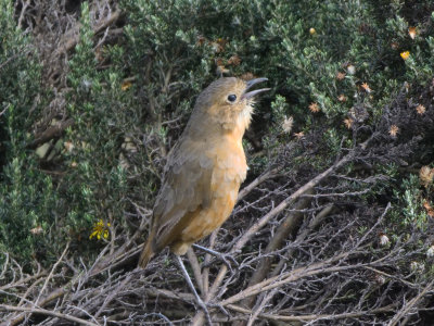 Tawny antpitta (Grallaria quitensis)