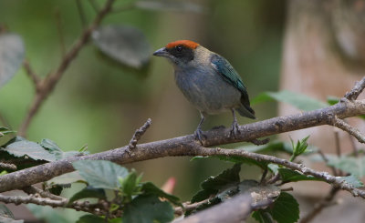P1785427.jpg
