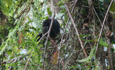 Andean guan (Penelope montagnii) 