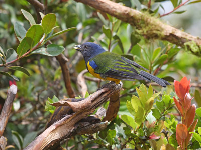 Black-chested Mountain-tanager   Cnemathraupis eximia