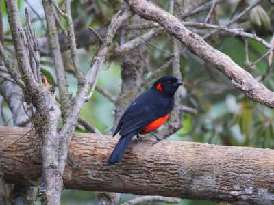 Scarlet-bellied Mountain-Tanager Anisognathus igniventris