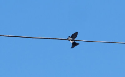 Blue-and-white Swallow Pygochelidon cyanoleuca