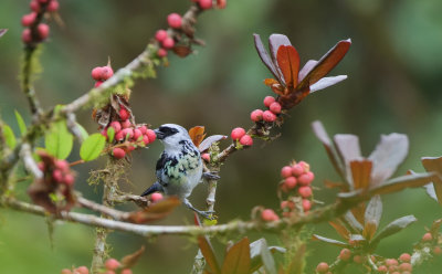  Grey-and-Gold Tanager - Tangara palmeri 