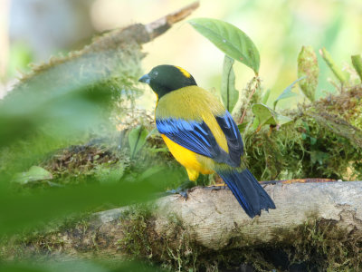 Black-chinned mountain tanager (Anisognathus notabilis) 