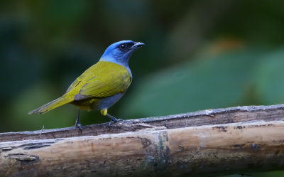 Blue-capped tanager (Thraupis cyanocephala)