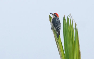 Black-cheeked woodpecker - Melanerpes pucherani 