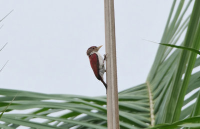  Scarlet-backed woodpecker (Veniliornis callonotus)