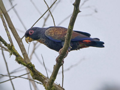 Bronze-winged parrot - Pionus chalcopterus