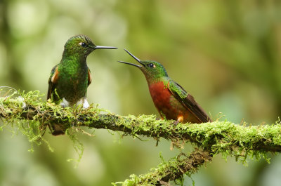  Chestnut-breasted coronet (Boissonneaua matthewsii) 