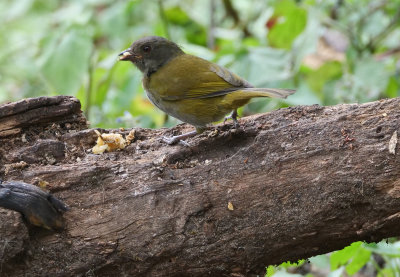 Dusky Brush Tanager