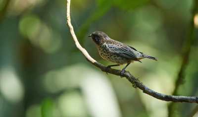 Rufous-throated tanager (Tangara rufigula)