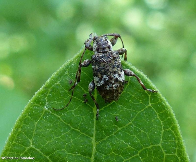 Longhorn beetle (Astylopsis macula)