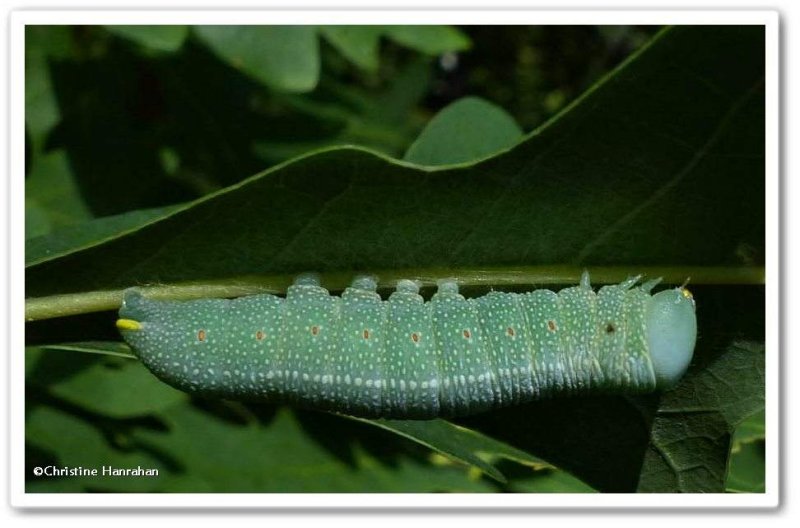 white dotted prominent caterpillar (Nadata gibbosa), #7915