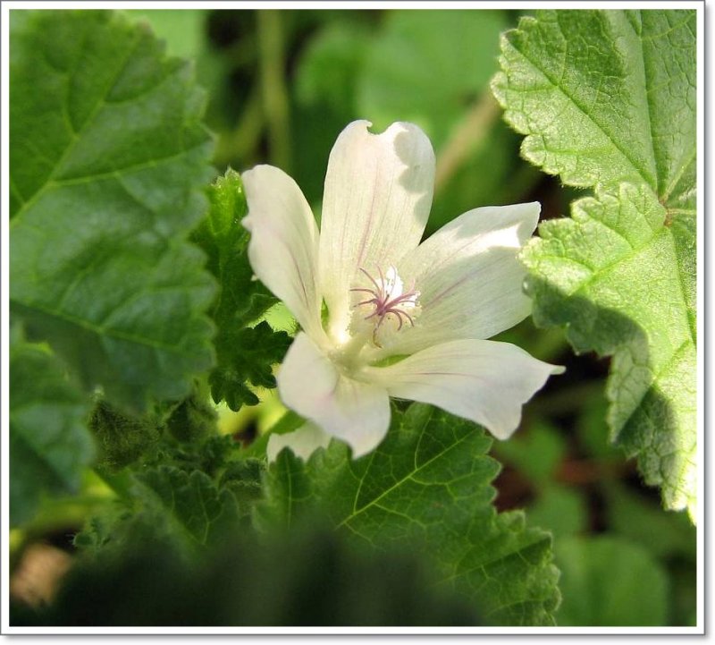 Malva, Common (Malva neglecta)