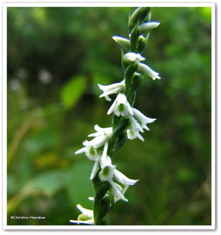 Slender ladies'-tresses orchid  (Spiranthes gracilis)