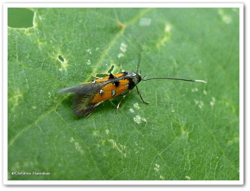 Linnaeus's Spangle-wing moth (Chrysoclista linneella), #1463