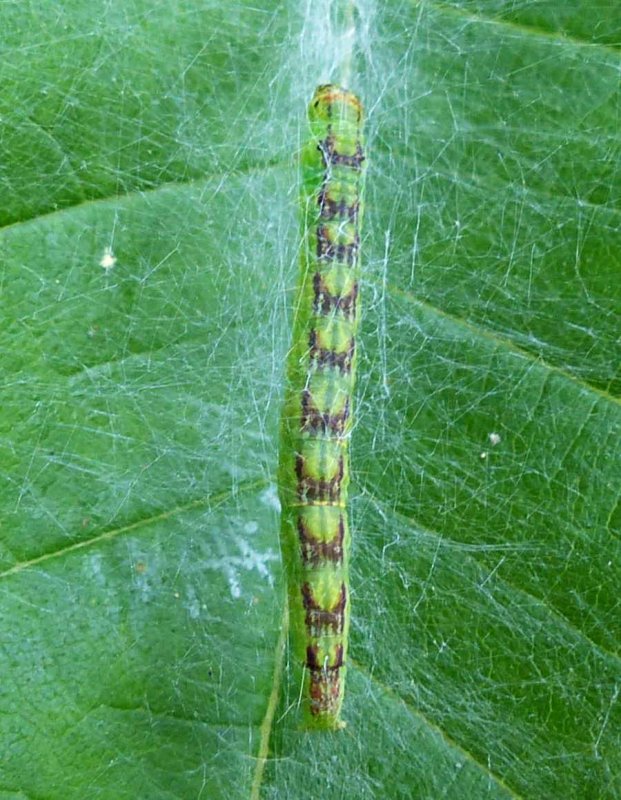 moth caterpillar (Oreana unicolorella), #5767