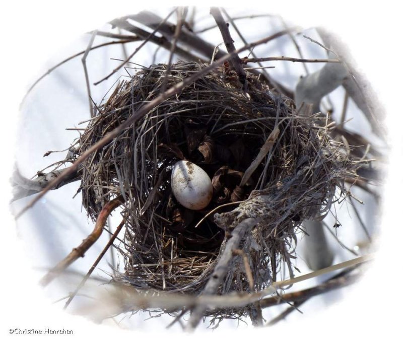 Nest