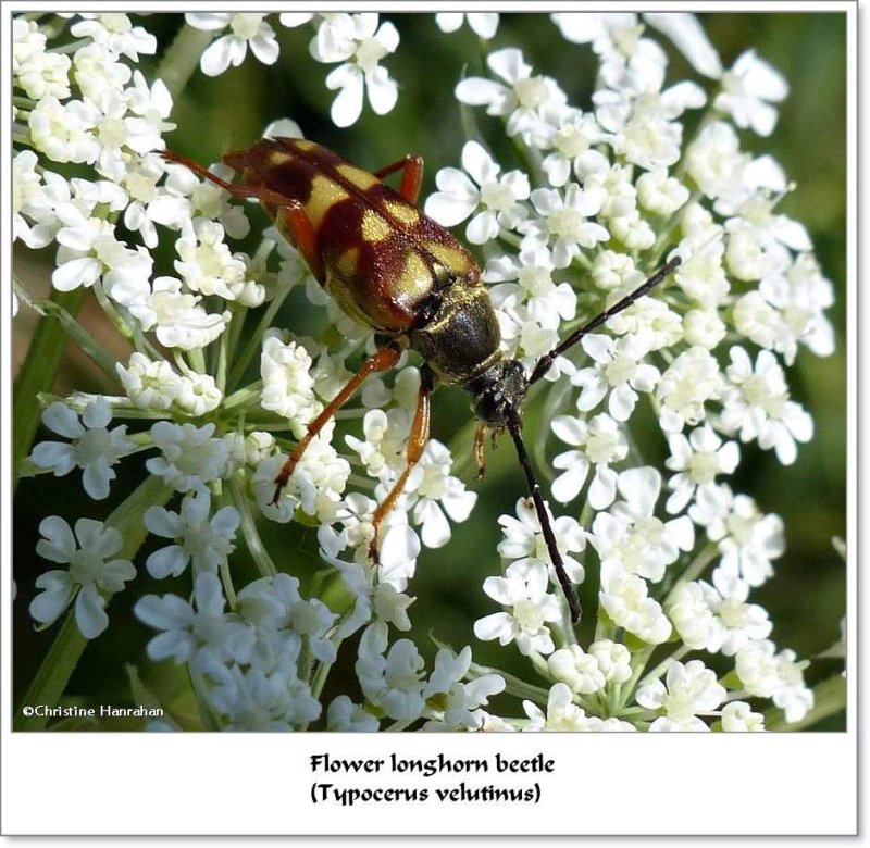 Flower long-horned beetle (Typocerus velutinus)