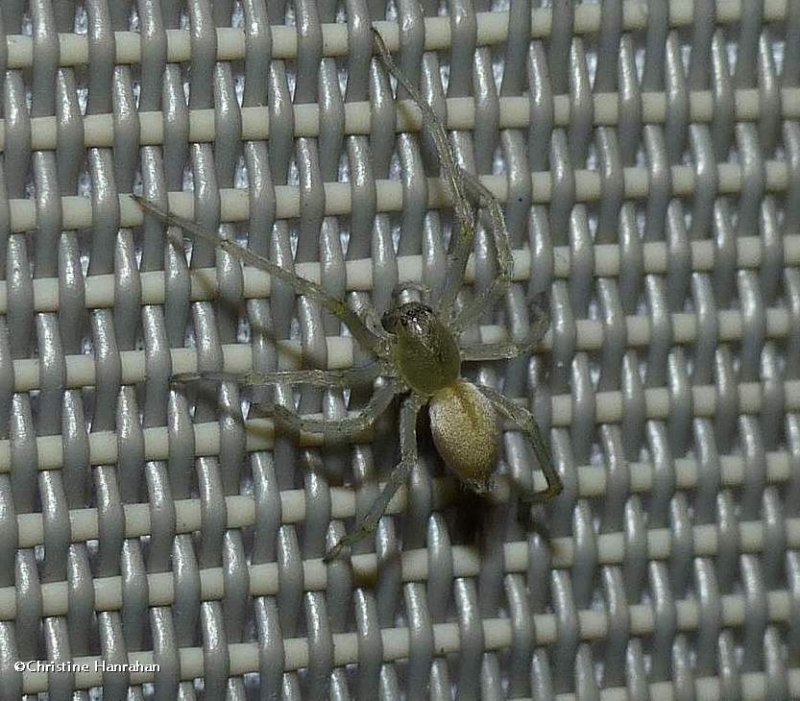 Long-legged sac spider   (Cheiracanthium sp.) ?