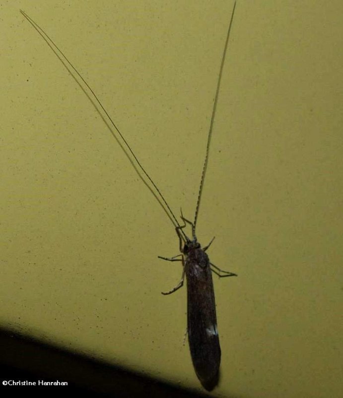 Caddisfly (Ceraclea), possibly Ceraclea slossonae