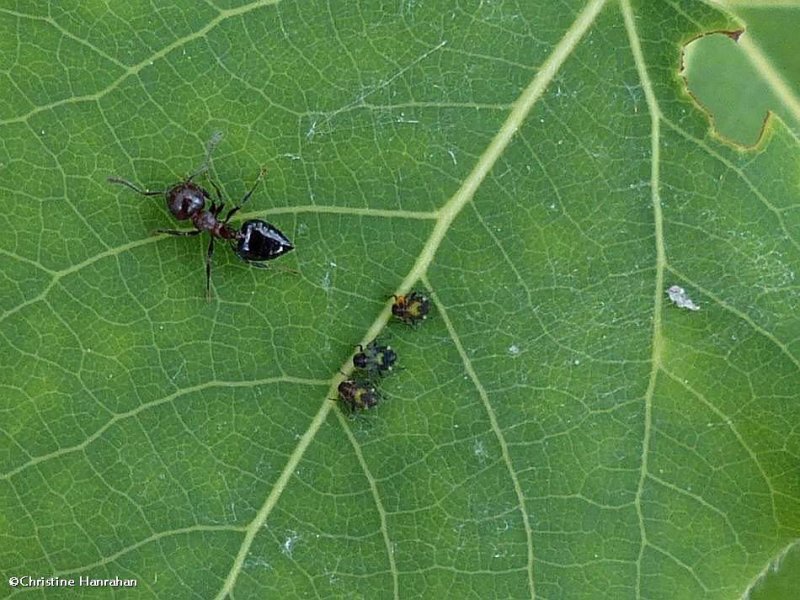 Ant (Crematogaster?) with aphids