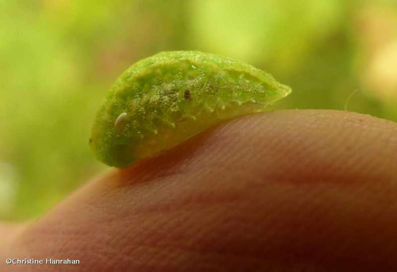 Yellow-shouldered slug moth caterpillar (Lithacodes fasciola), #4665