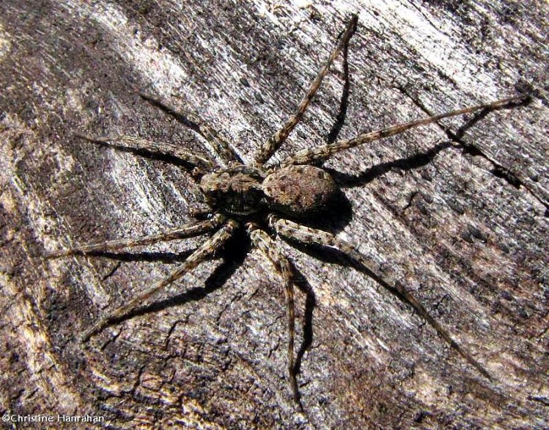 Thin-legged wolf spider (Pardosa milvina)?